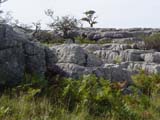 Limestone